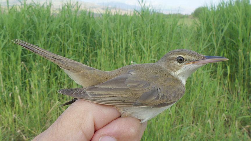 Turkiye Nin En Yeni Kus Turu Igdir Da Kayit Altina Alindi
