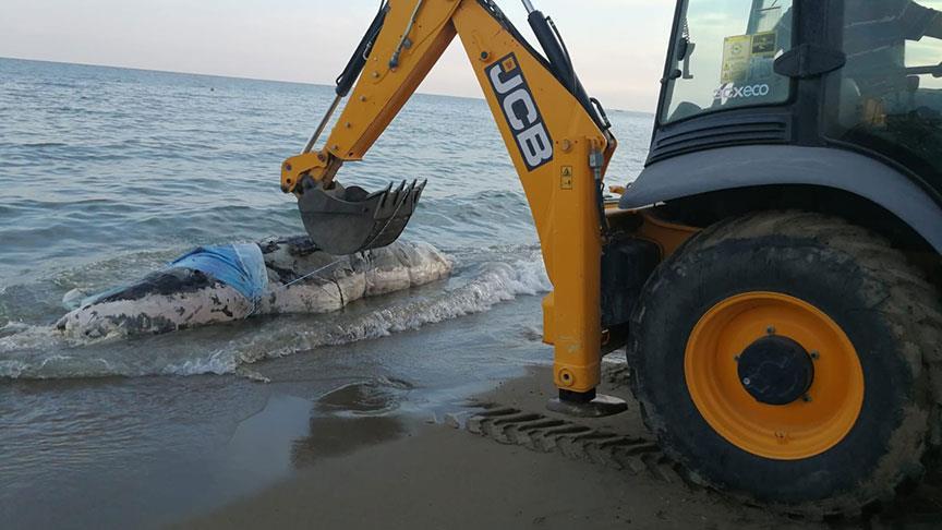 Antalya'da kÄ±yÄ±ya balina vurdu
