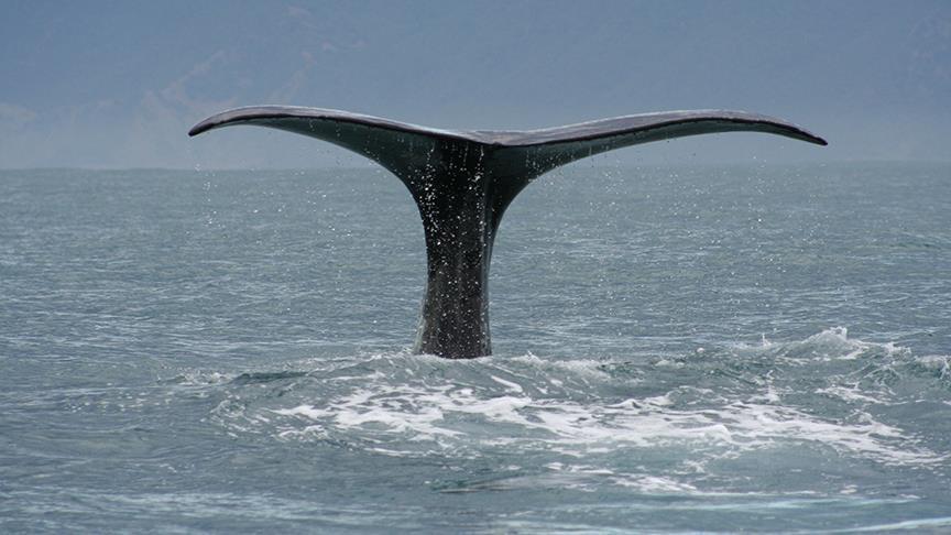 Blue whale spotted in Red Sea for first time: Egypt