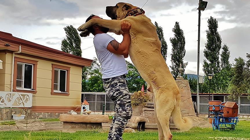 Turkish 'lion' sheepdog attracting customers worldwide