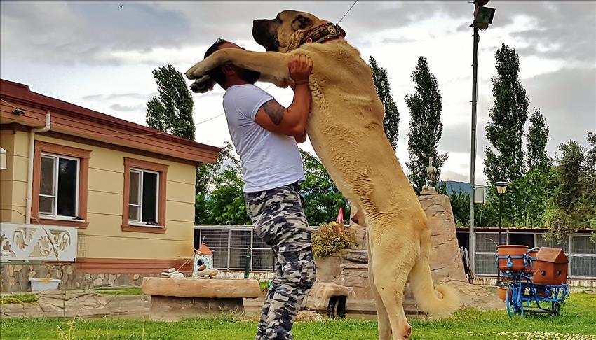 Le Lion Danatolie Race Canine Turque Mondialement Connue