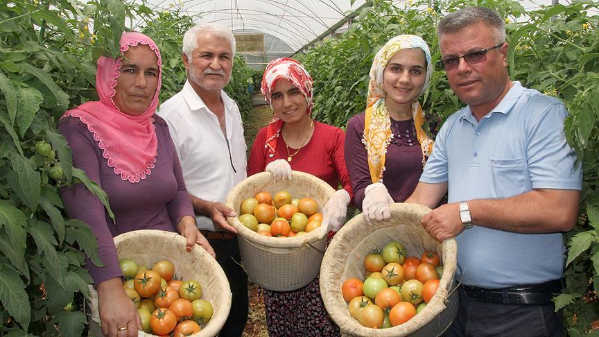 Mersinli domates üreticisinin yüzü gülüyor