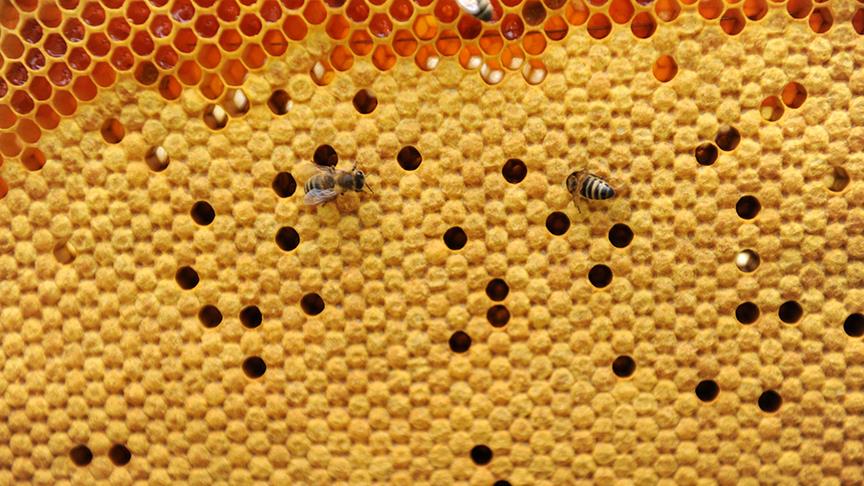 Aydos Dağı'nda arılarla kamp