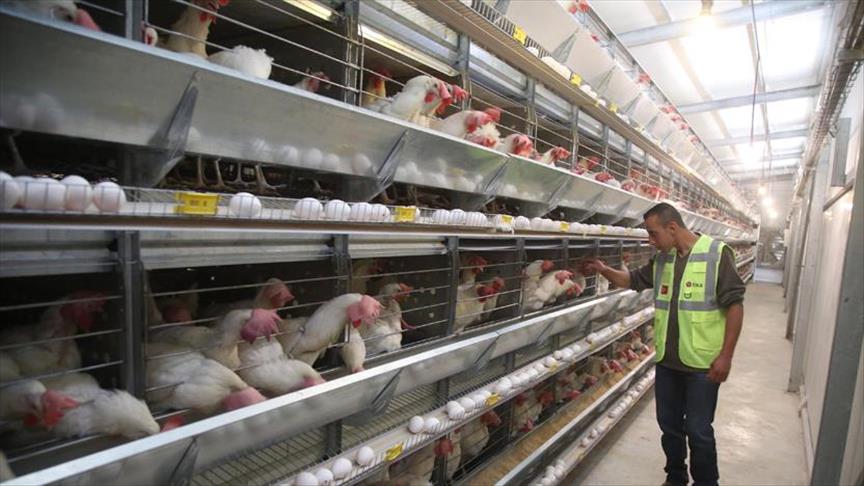 TİKA Batı Şeria'da yumurta tavukçuluğu tesisi kurdu 