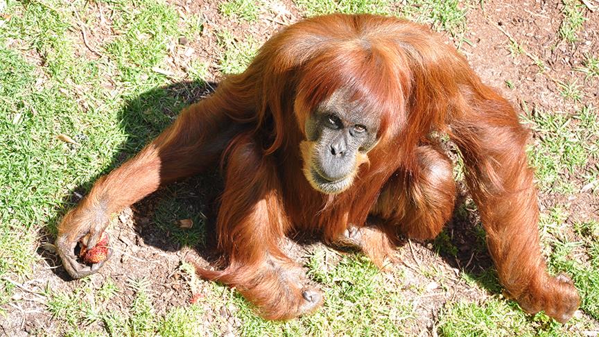 Dünyanın en yaşlı orangutanı öldü