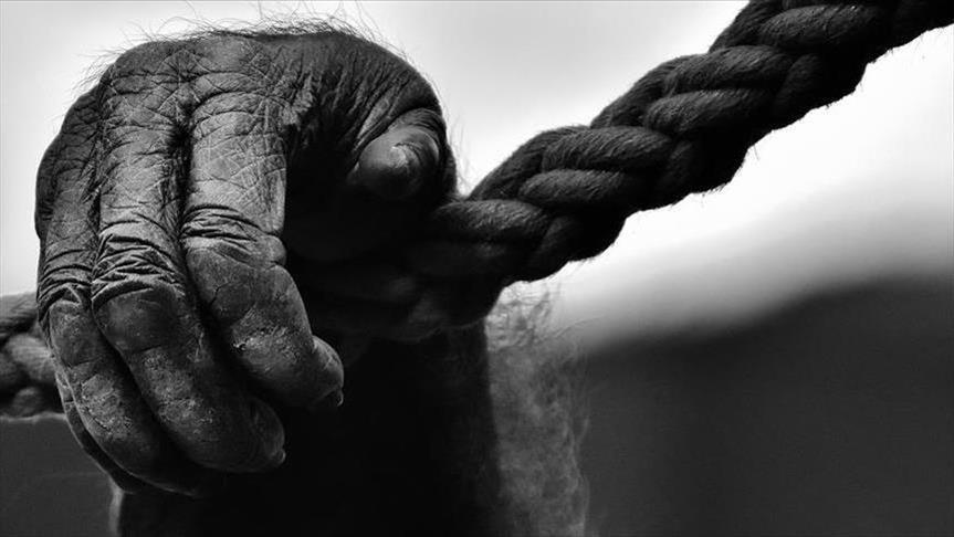 EEUU: la gorila que se comunicó con los humanos muere a los 46 años