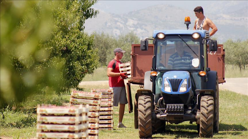 Dnevnica 30 eura: Za rad na plantažama u Crnoj Gori nedostaje 800 sezonskih radnika