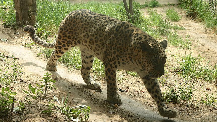 Sri Lanka'da leopar öldüren 2 kişi gözaltına alındı