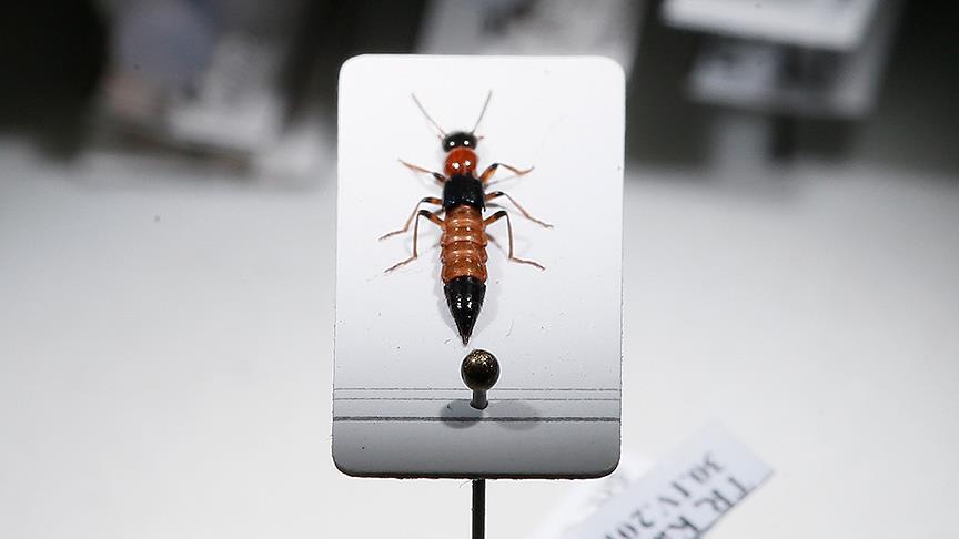 The beetle, a ray of hope for cancer treatment?
