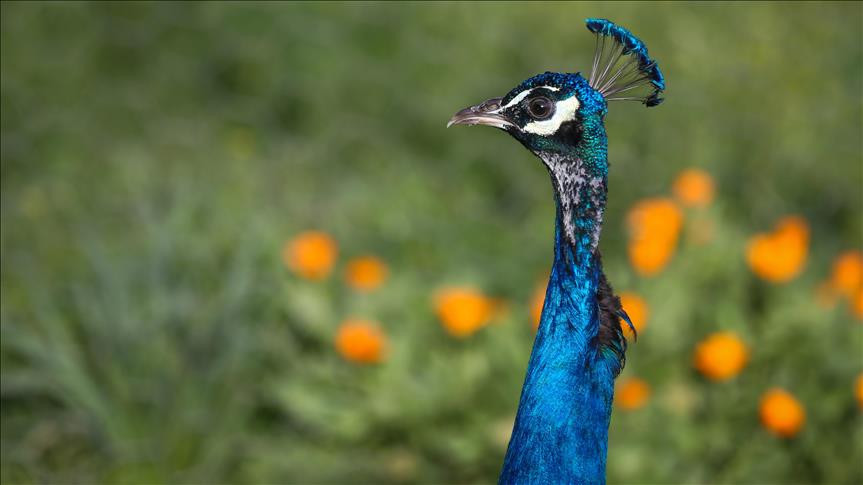 Istanbul meeting set to fight animal disease in Asia