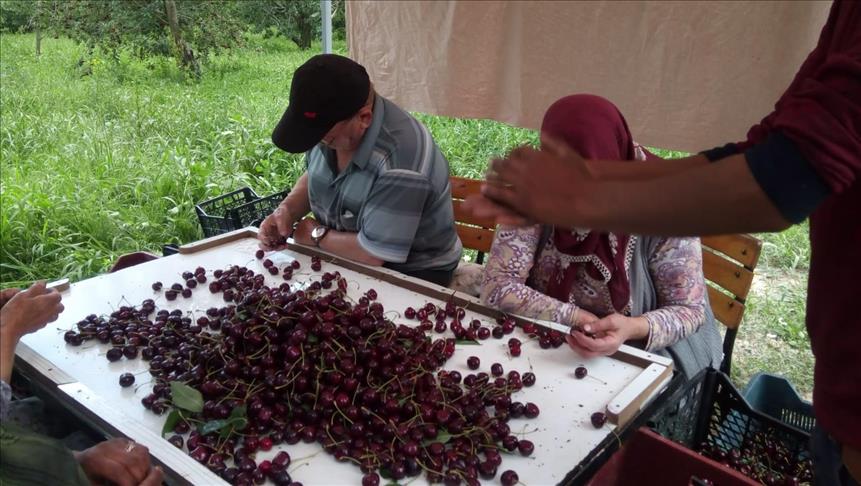Turkish cherry exporters expect to hit all-time high