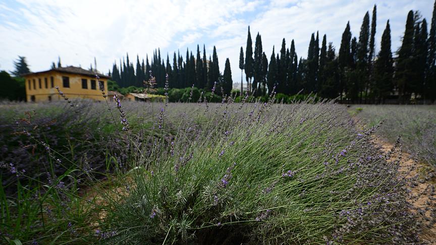 'Lavanta üretimi sahile indi'