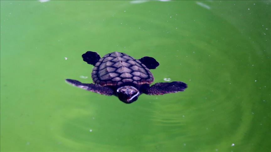 Turquie Mugla La Rencontre Des Tortues Caouannes Avec Les Eaux Marines