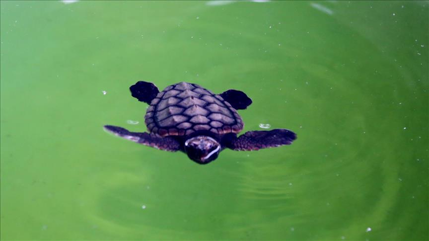 Turquie Mugla La Rencontre Des Tortues Caouannes Avec Les Eaux Marines Turquie Mugla La Rencontre Des Tortues Caouannes Avec Les Eaux Marines
