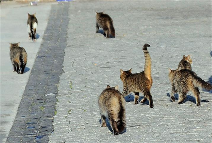 Greece: Law seems ill fit for animal cruelty problem
