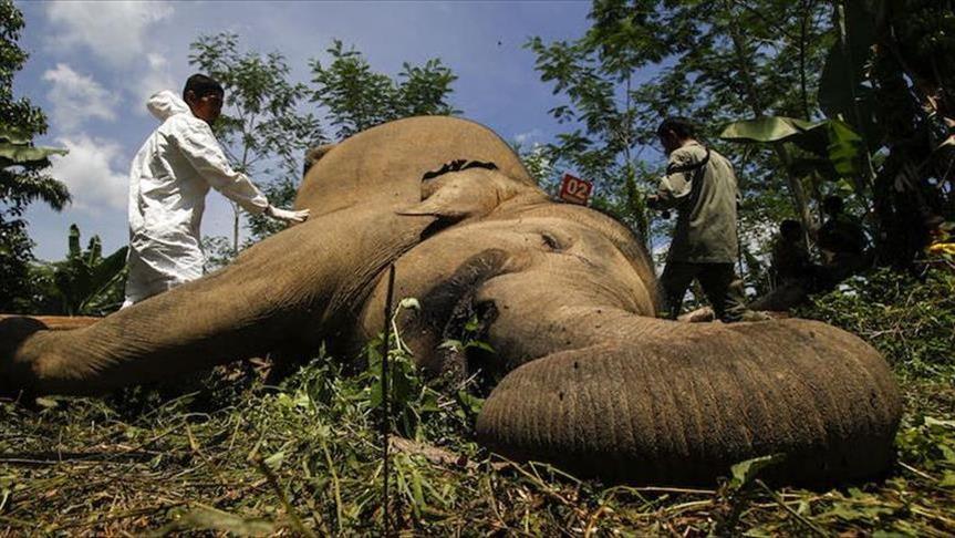Seekor gajah mati di Sumatra dengan pestisida di tubuhnya