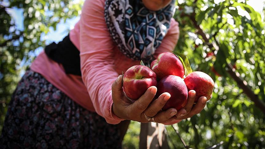 Şeftalide bu yıl rekolte ve kalite iyi