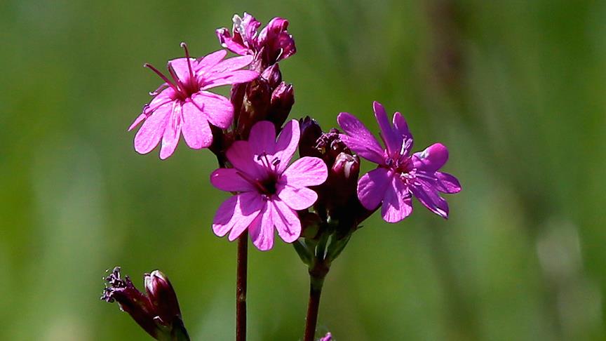 Bu bitkilere zararın cezası 49 bin lira 