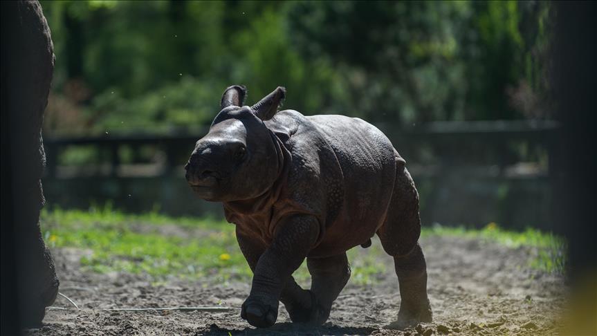 Gergedan avlamak isteyen 2 kişi aslanlara yem oldu  