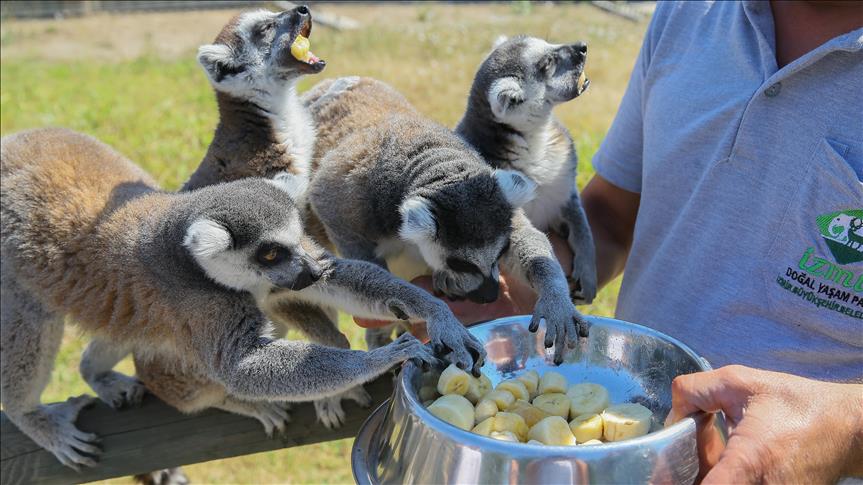 Hayvanlarin Yaz Monusu Keyfi