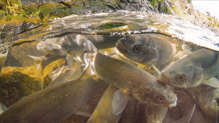 FAO pronostica aumento del consumo de pescado en Latinoamérica