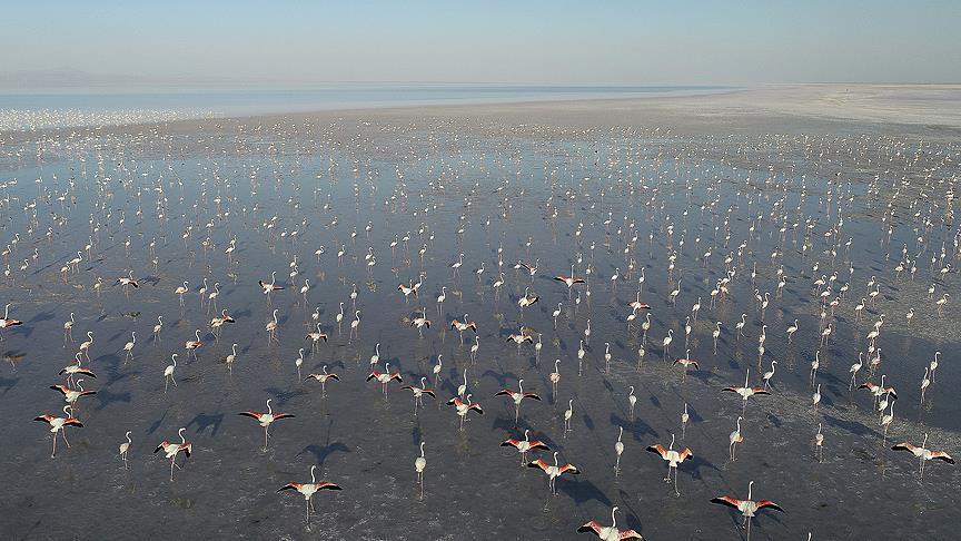 جوجه آوری هزاران فلامینگو در دریاچه نمک آق‌سرای ترکیه