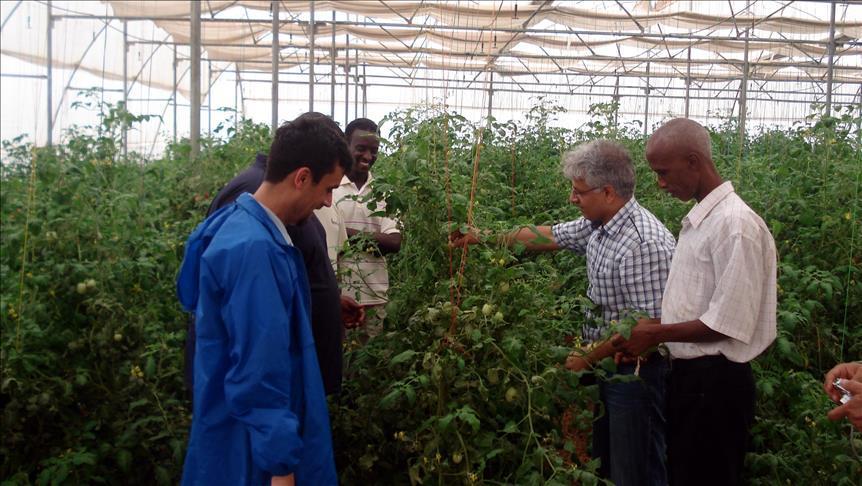 Turkish agency distributes seeds to farmers in Sudan