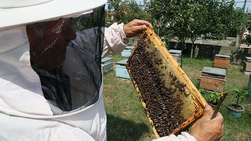 Turkey exports honey to 33 countries in first 6 months