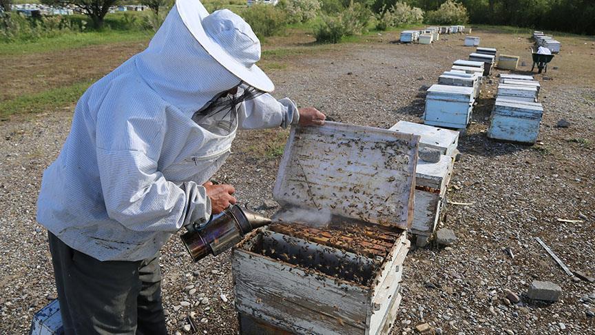 صادرات تركيا من العسل تسجل أكثر من 15 مليون دولار بـ 6 أشهر