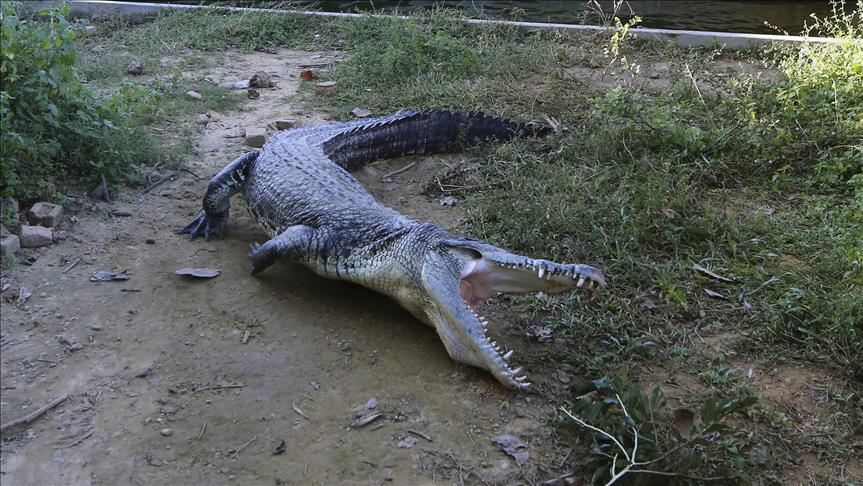 Indonezi, banorët e një rajoni vrasin 292 krokodilë