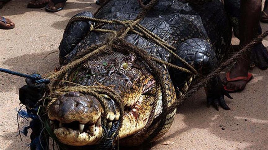 Индонезија: Селани поради одмазда убија речиси 300 крокодили