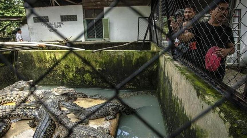 Indonésie : Près de 300 crocodiles tués pour venger la mort d’un homme