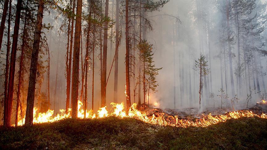 İsveç'te son 24 saatte 80 yerde orman yangını