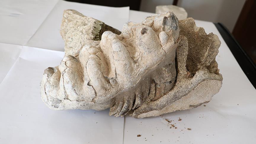 Турција: Пронајден фосилен остаток на мамут стар речиси 8 милиони години 