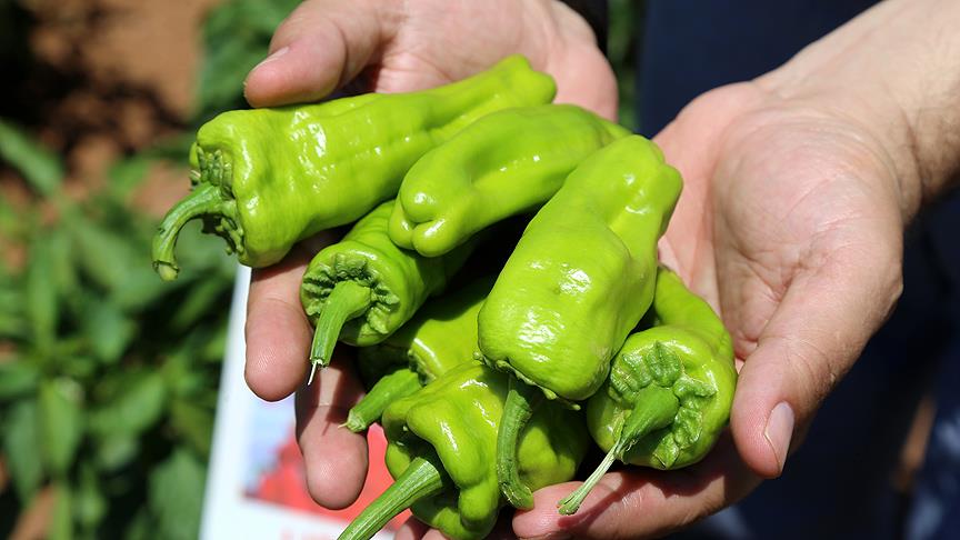 Emine Erdoğan'ın diktiği fidelerin ürünleri hasat edildi 