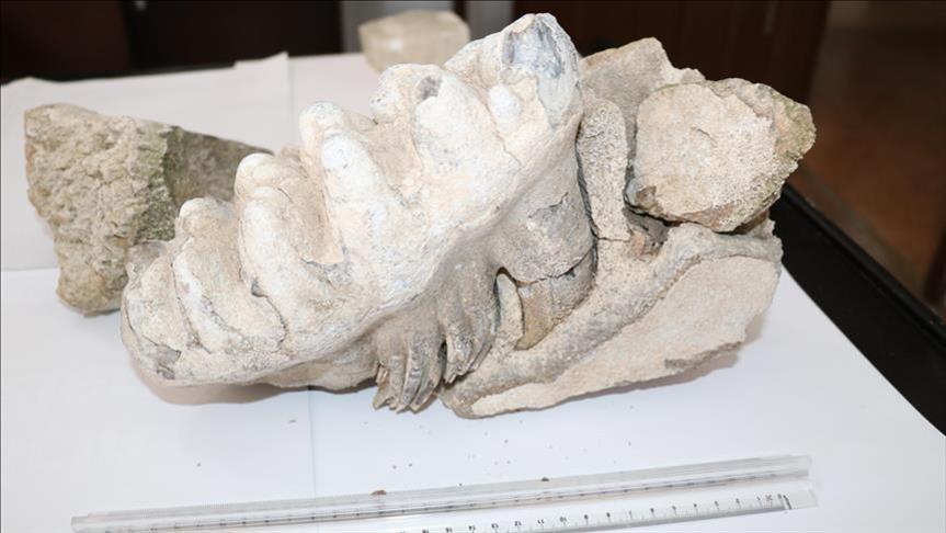 Petani Turki temukan gigi mammoth kuno