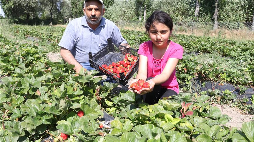 Çilek üreterek göçü engellemeye çalışıyor