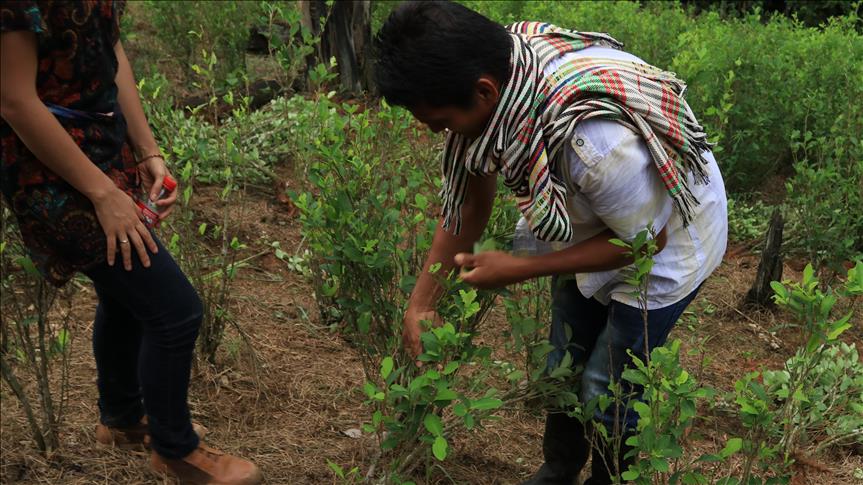 68.5% de los cultivos de coca en el mundo están en Colombia