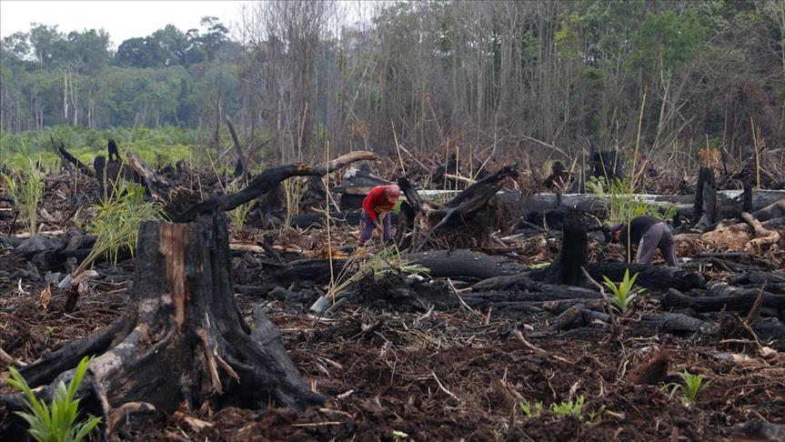 Indonesia klaim penurunan deforestasi di forum FAO