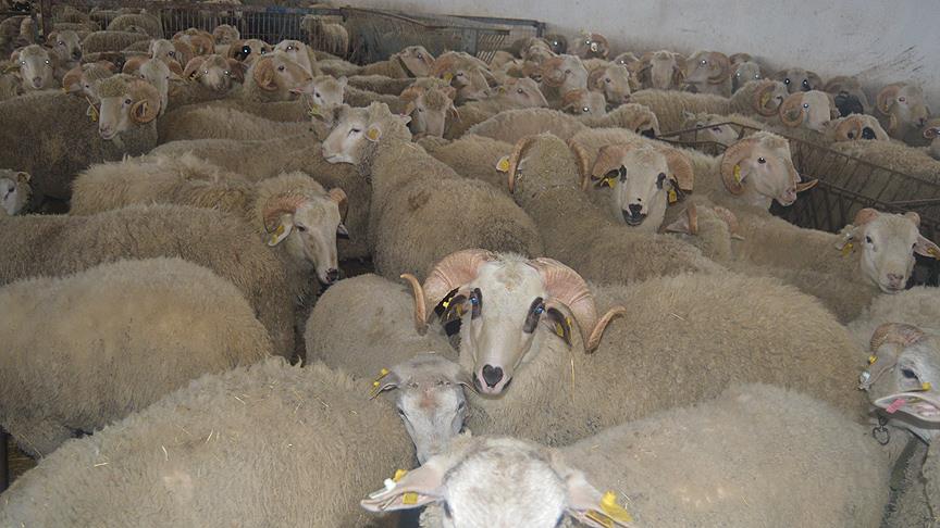 Bakanlıktan PPR hastalığına ilişkin açıklama