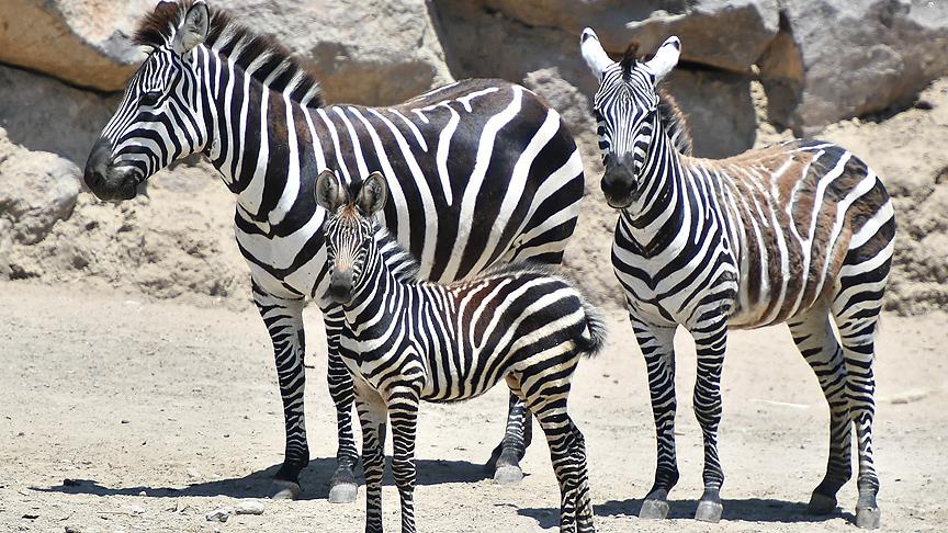 İzmir Doğal Yaşam Parkı'nda yavru zebra sevinci