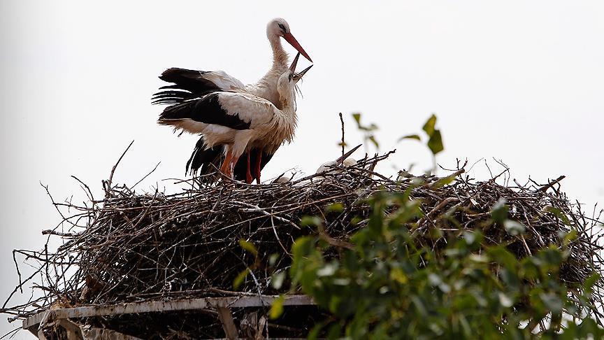Serbia: Pair of storks brings joy to locals 