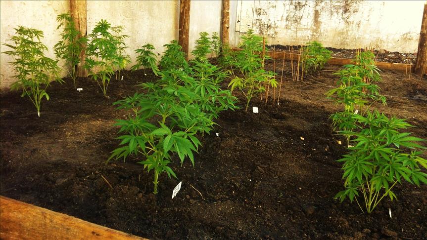Lebanon mulls legalization of cannabis cultivation