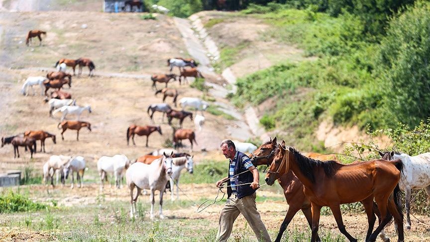 Beykoz'daki atlar tahliye edilecek