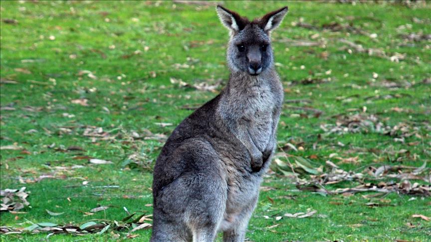 Australi, kanguri hyn në një shtëpi dhe shkakton panikë