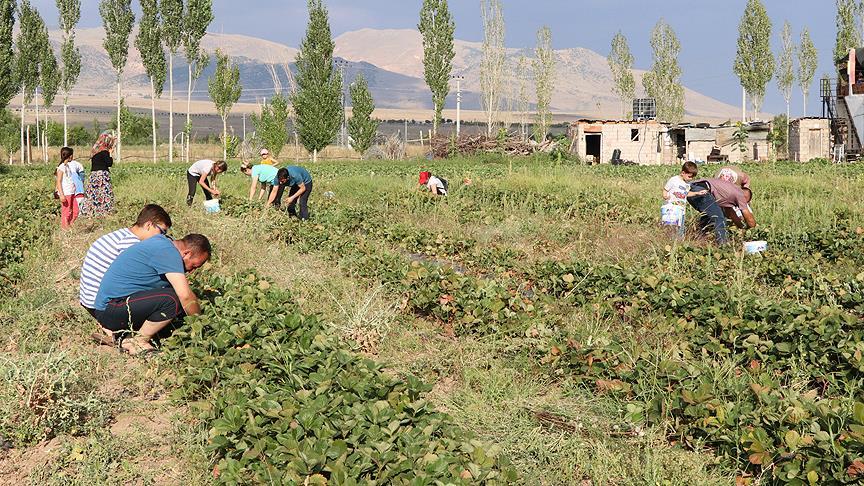 Bu tarlada ürünleri müşteriler topluyor