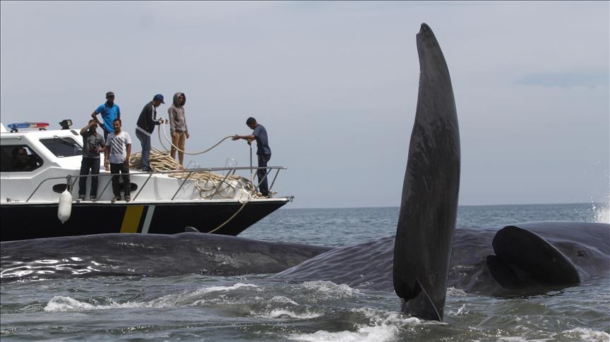 Ballenas jorobadas atraen a turistas en su paso por el Pacífico
