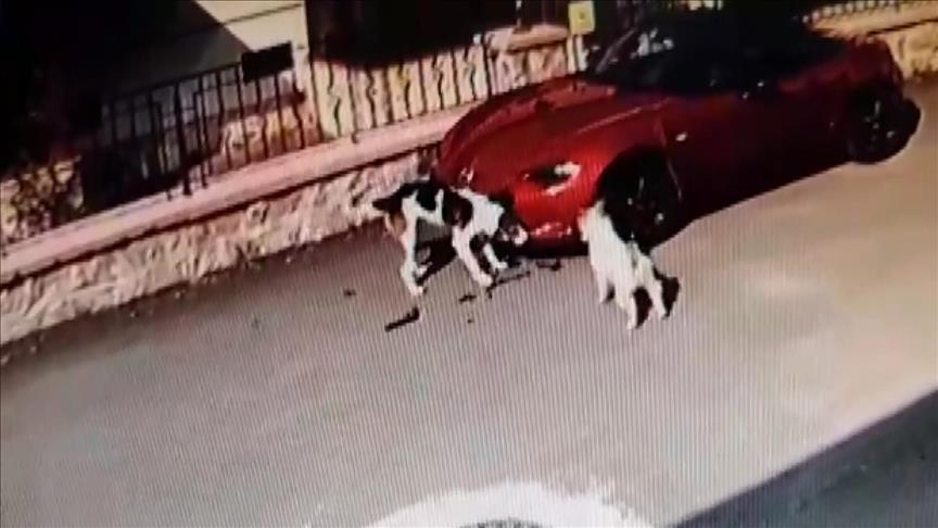 Sokak köpeklerinin otomobile zarar vermesi güvenlik kamerasında