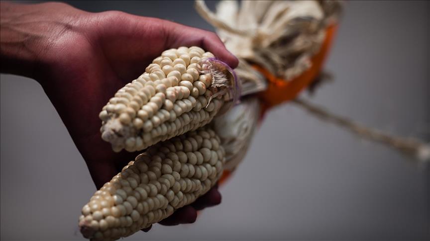 Tarım ilaçları üreticisi Monsanto'ya 289 milyon dolar tazminat cezası