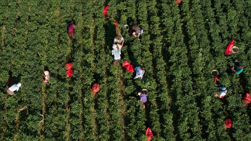 La salud de los suelos es fundamental para la erradicación del hambre